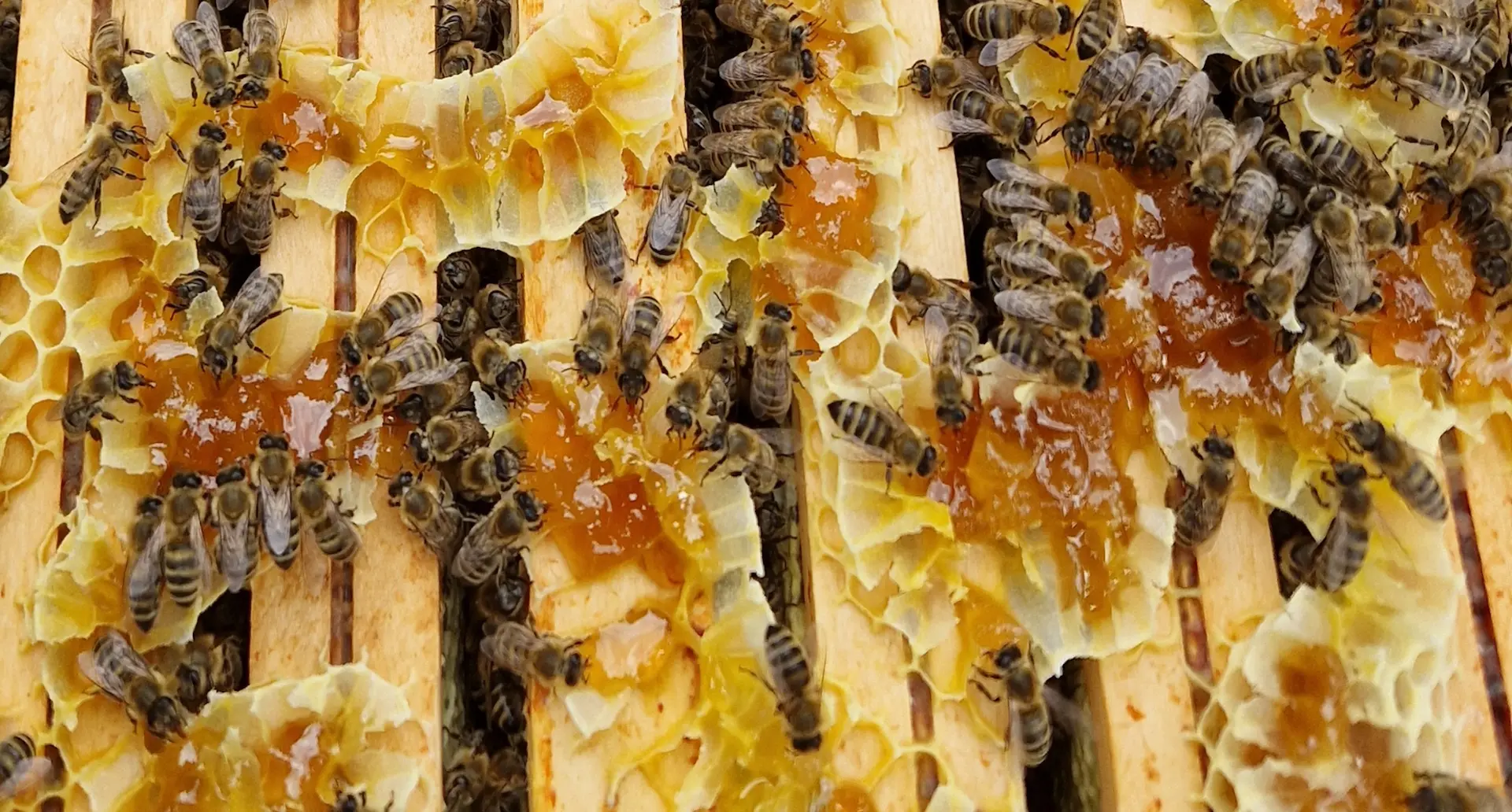 Bienen-bei-der-Arbeit