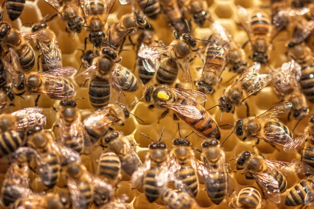 Bienenkoenigin